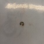 Hyosung Carb Needle E clip