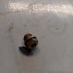 Royal Enfield Needle Assembly