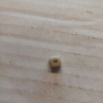 Hyosung Headlamp Adjuster Nut