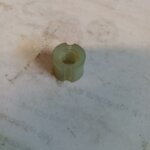 Reliant Plastic Nut
